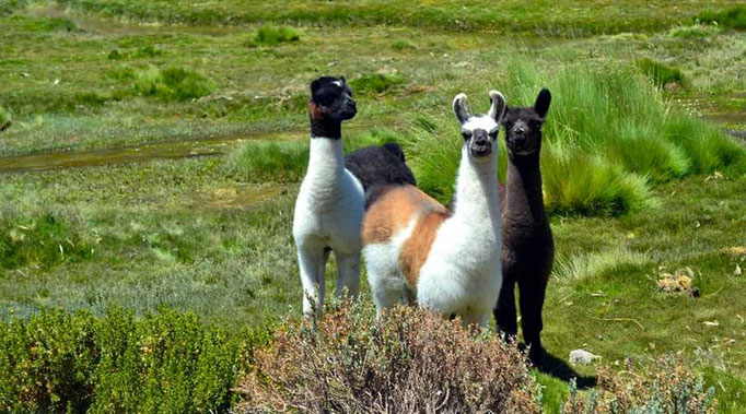 Lamas im Nationalpark Isluga