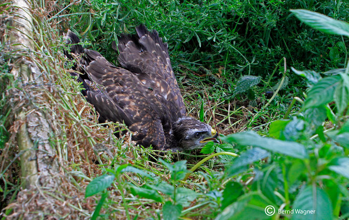 Mäusebussard im Mauschbacher Bruch, Jungvogel, Juni 2015