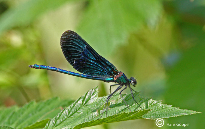 Blaue Prachtlibelle