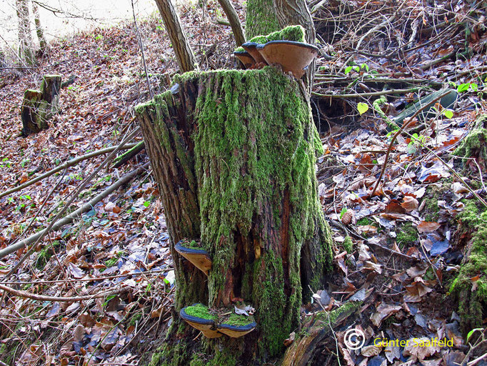 Phellinus rivialis-Weiden-Feuerschwamm, Fundort: Rieschweiler