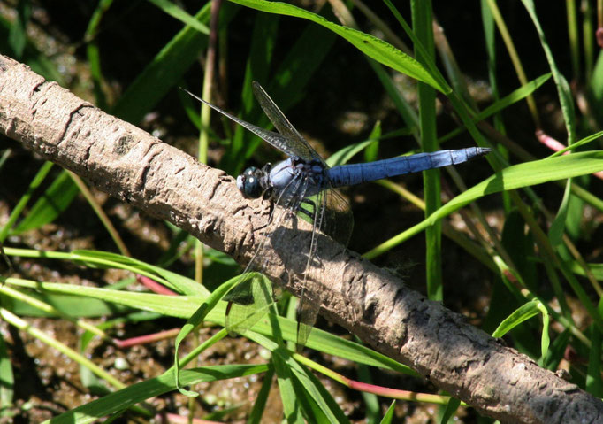 Südlicher Blaupfeil