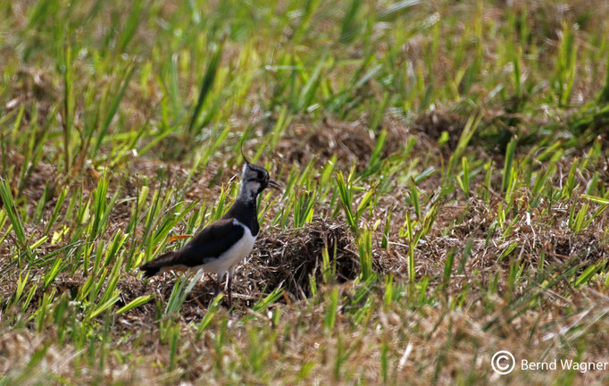 Kiebitz im Mauschbacher Bruch, Jungvogel, Mai 2015