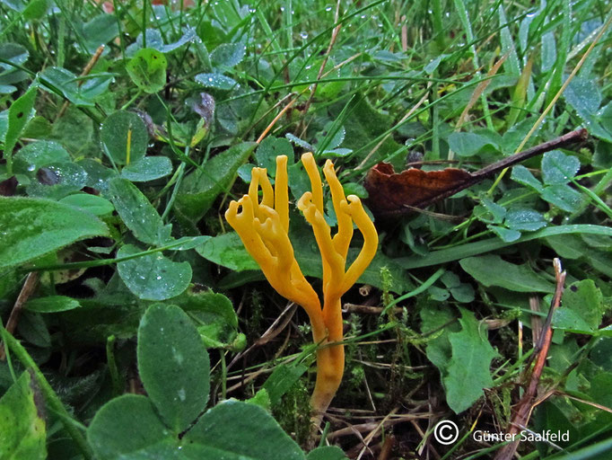 Clavulinopsis Corniculata- Geweihfoermige Wiesenkeule, Fundort: Rieschweiler