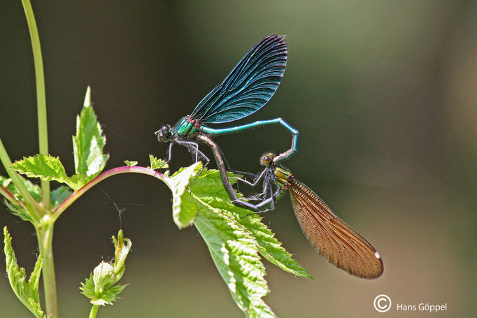 Blaue Prachtlibelle Paarungsrad