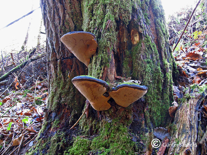 Phellinus Trivialis- Weiden-Feuerschwamm, Fundort: Rieschweiler