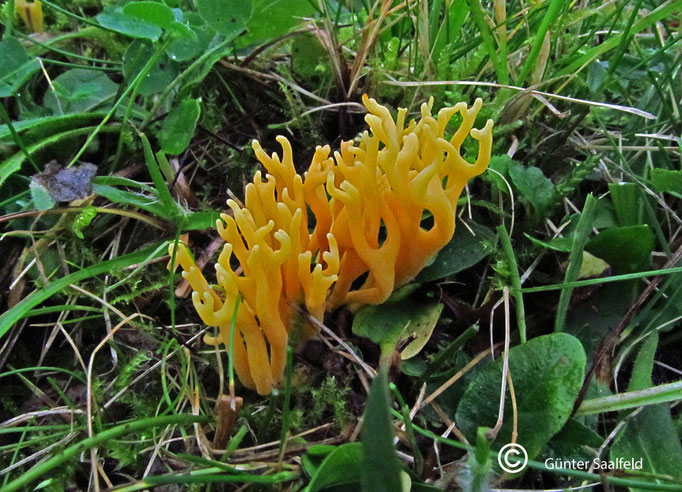 Clavulinopsis Corniculata- Geweihfoermige Wiesenkeule, Fundort: Rieschweiler