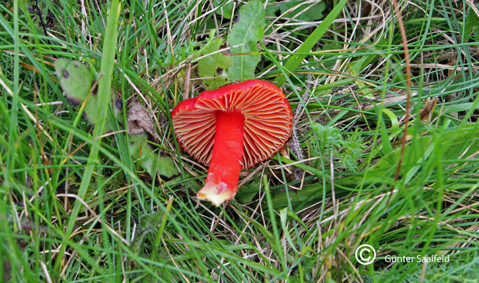 Hygrocybe Coccinea-kirschroter Saftling, Fundort: Rieschweiler