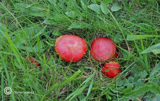 Hygrocybe Coccinea-kirschroter Saftling, Fundort: Rieschweiler