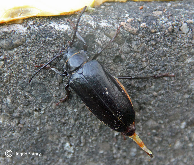 Mulmbock,Zweibrücken, Juli 2015