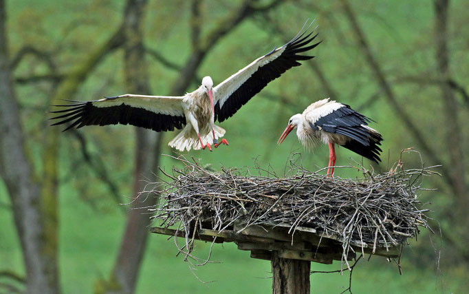 Storchenpaar an der Ortslage Mauschbach, Foto: Bernd Wagner