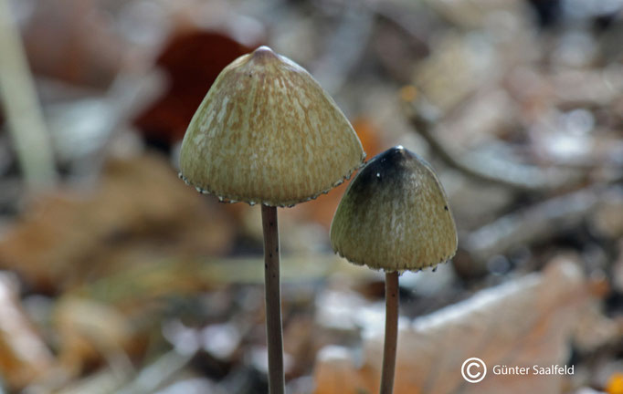 Panaeolus- Duengerling, Fundort: Rieschweiler