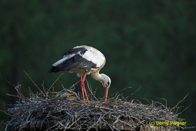 Großsteinhauser Storch, 14.5.2015