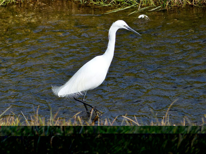 Seidenreiher, Foto: Matthias Ebert