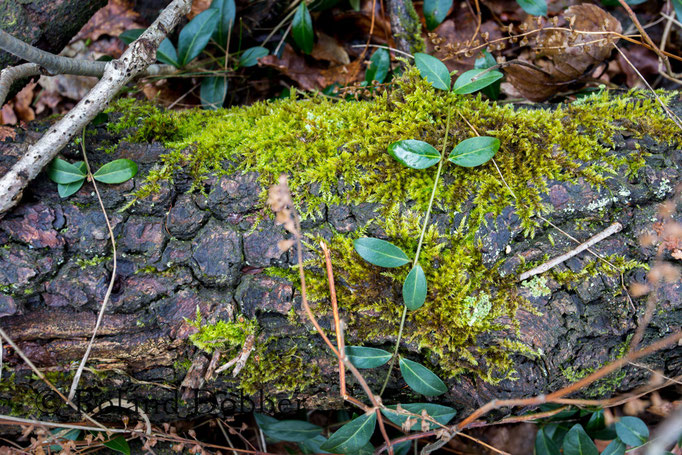 Wald im Märkischen Sauerland 