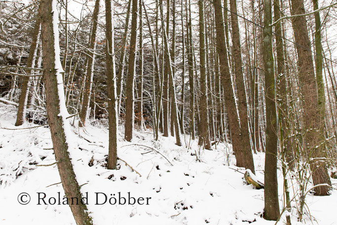 Wald im Märkischen Sauerland 