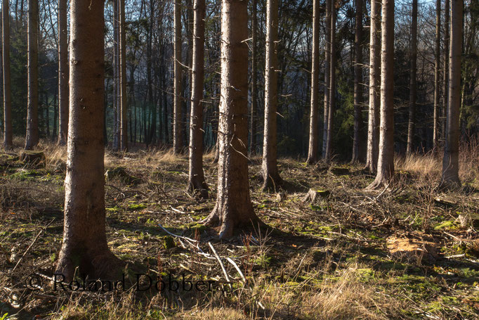 Wald im Märkischen Sauerland 