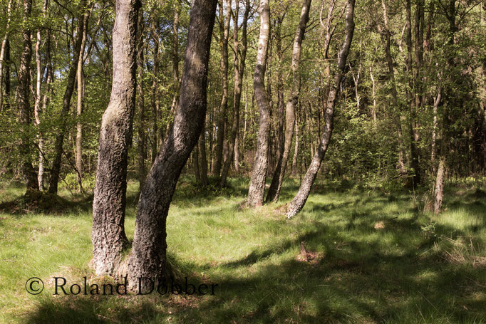 Wald im Märkischen Sauerland 