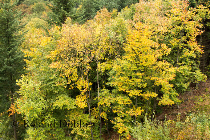 Wald im Märkischen Sauerland 