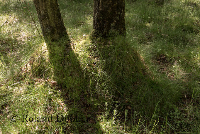 Wald im Märkischen Sauerland 