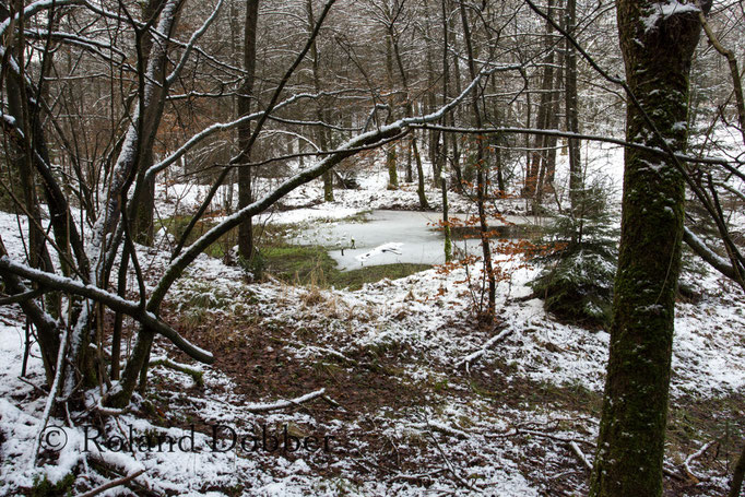 Wald im Märkischen Sauerland 