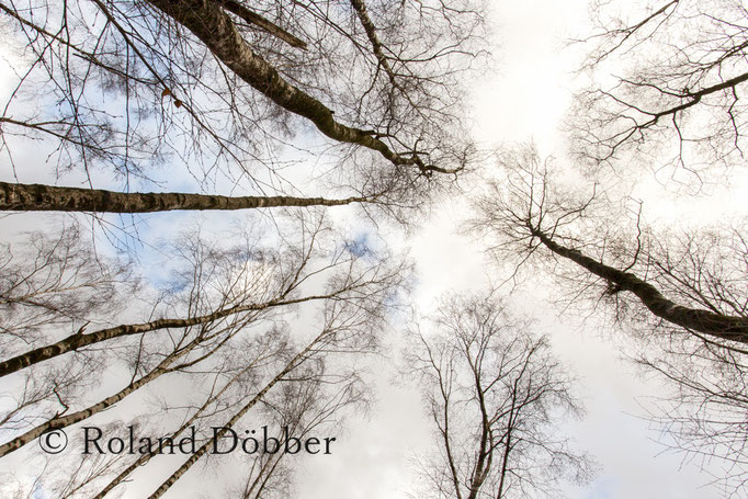 Wald im Märkischen Sauerland 