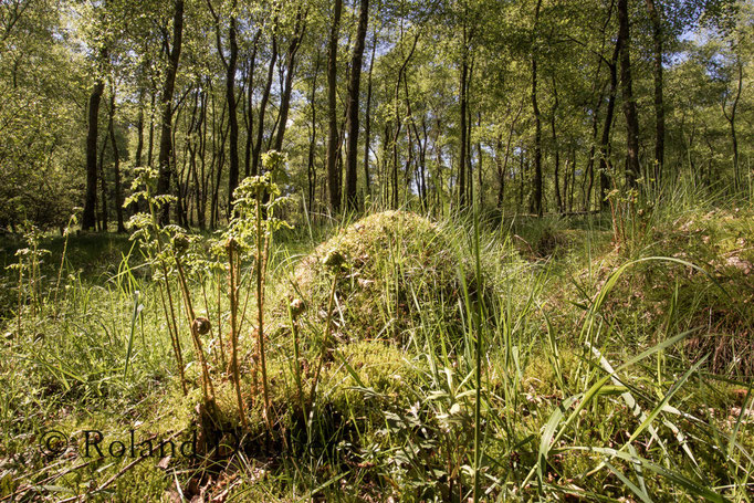 Wald im Märkischen Sauerland 