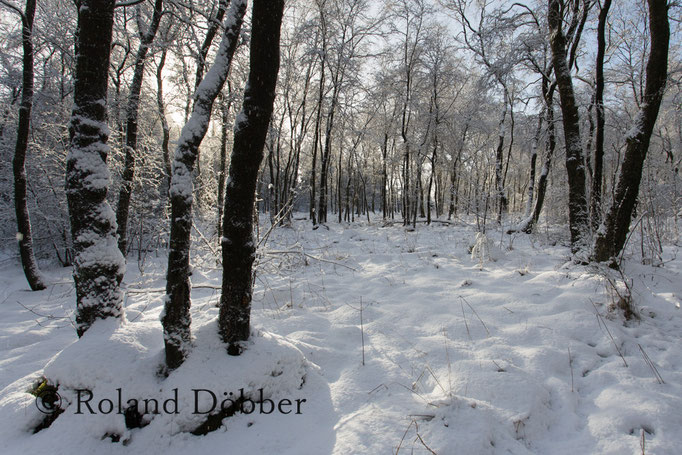 Wald im Märkischen Sauerland 