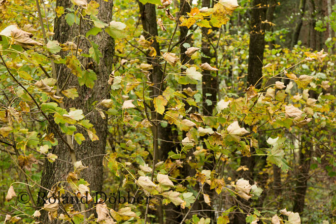 Wald im Märkischen Sauerland 