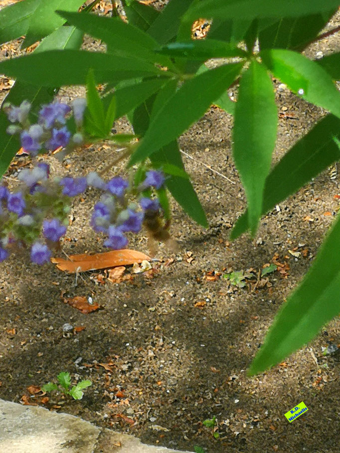 Draufsicht/Rückenansicht einer nektarschlürfenden Biene / Honigbiene als fleisige Bestäuberin der großen, lila Blütenrispen eines Mönchspfeffers. Bild K.D. Michaelis