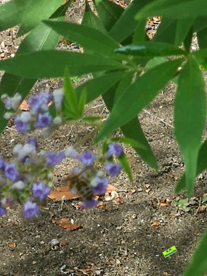 Rückenansicht einer nektarsaugenden Honigbiene bei der Bestäubung der kleinen, lila Einzelblüten eines Mönchspfeffers. Bild K.D. Michaelis