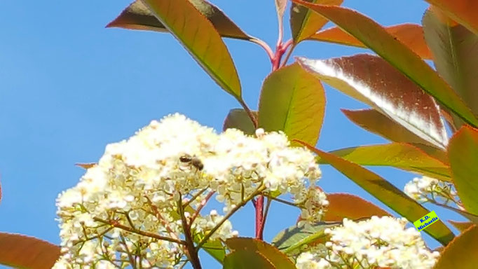 Weiße, in der Frühlingssonne leuchtende Blütendolden der Glanzmispel vor einem strahlendblauen Frühlingshimmel über Hannover mit einer Biene beim Nektartrinken. Bild K.D. Michaelis vom 15. Mai 2022.