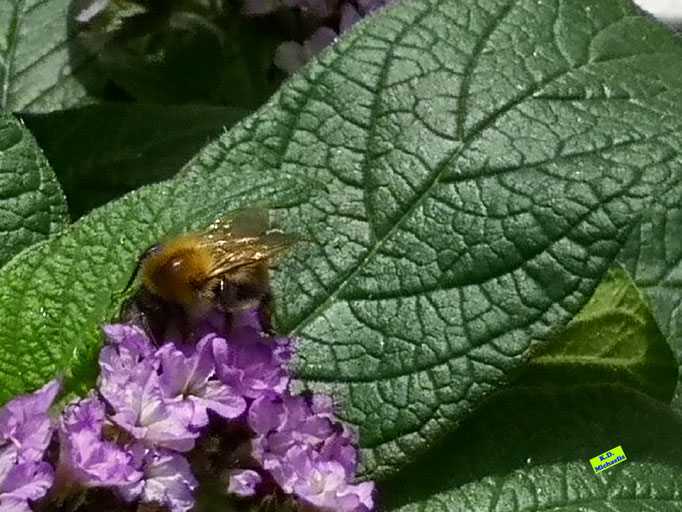 Im Sommersonnenschein glänzende Flügel einer kleinen, mittelbraunen Ackerhummel beim Nektarschlürfen aus den lila Vanilleblumen-Blüten. Bild K.D. Michaelis
