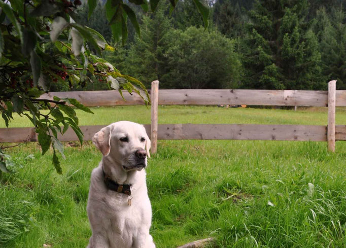 Urlaub mit Hund im Kleinwalsertal