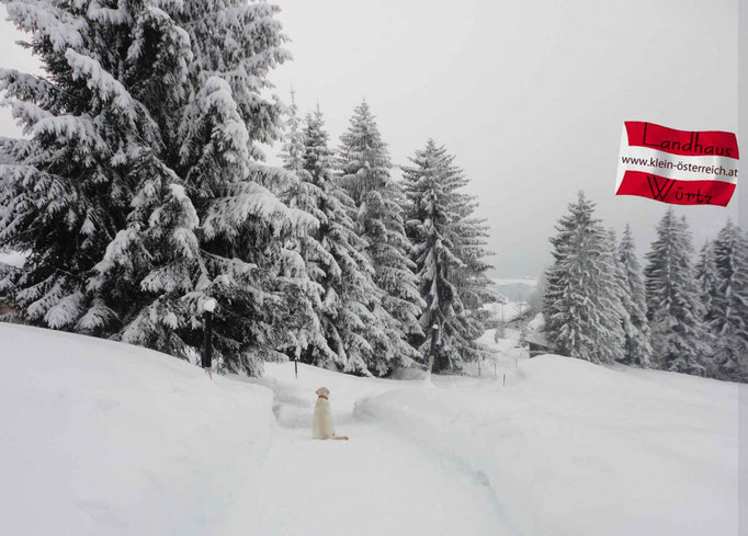 Urlaub mit Hund im Kleinwalsertal
