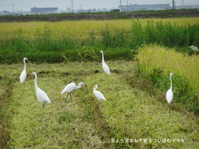 シラサギ