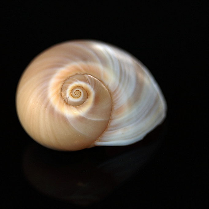 Mondschnecke