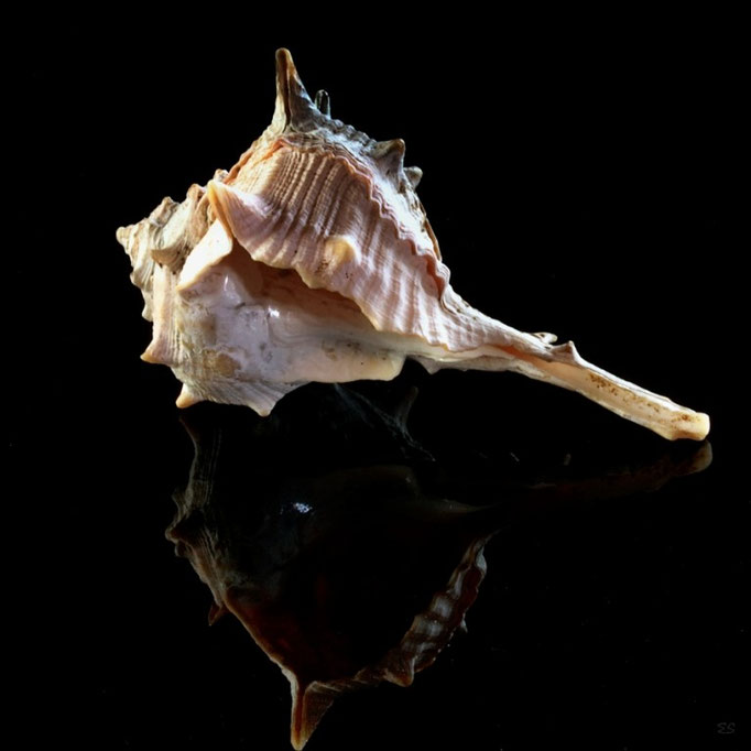 Herkuleskeule