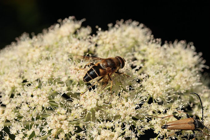Schwebfliege