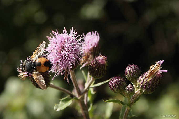 Igelfliege auf Distel
