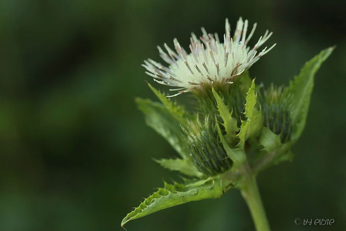 Kratzdistel