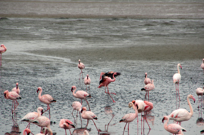 Flamingos bei der Walvis-Bay