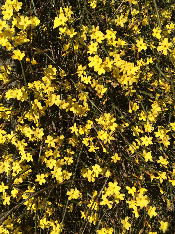 Le jasmin d'hiver du jardin de La Villa Victoria Auvergne