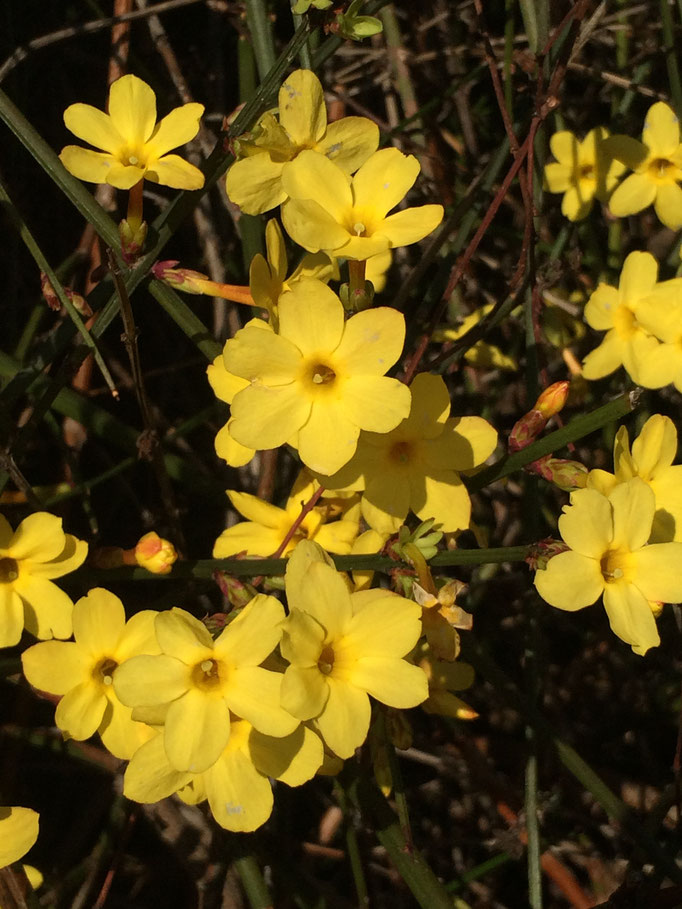 Le jasmin d'hiver du jardin de La Villa Victoria Auvergne