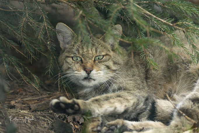 Europäische Wildkatze