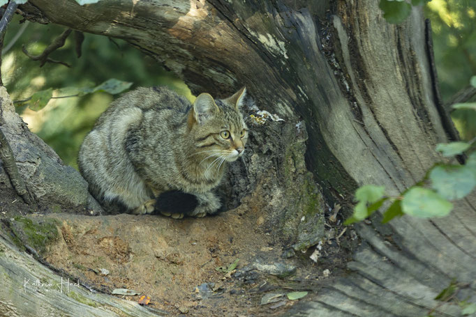 Europäische Wildkatze
