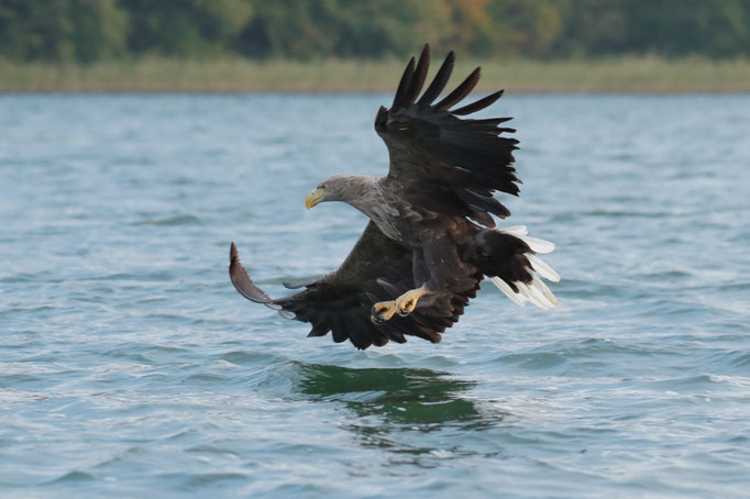 Seeadler