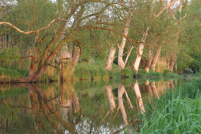 Wasserspiegelung Havel