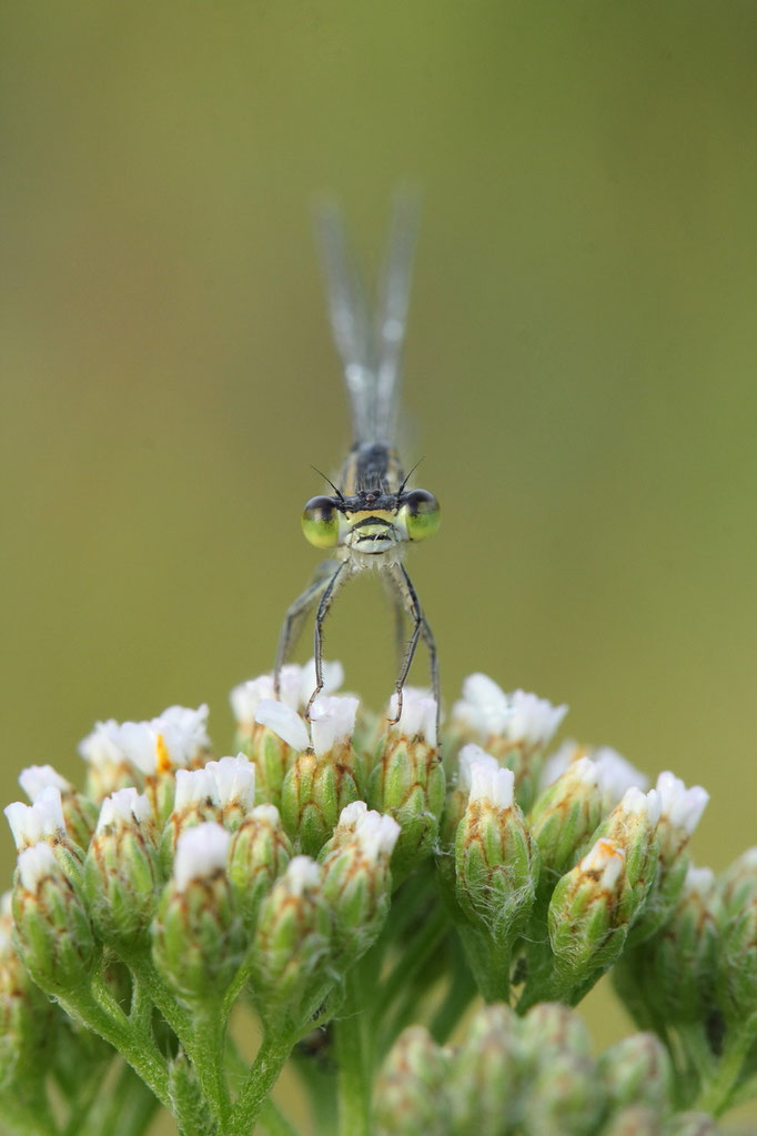 Portrait einer Federlibelle