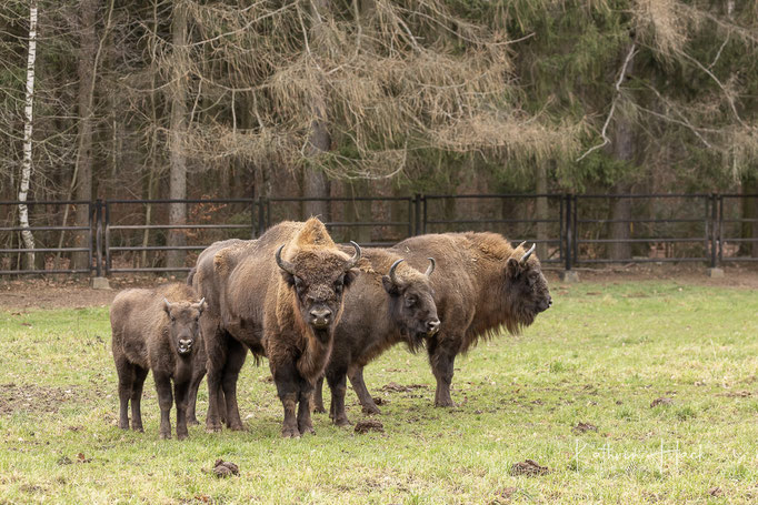 Wisent