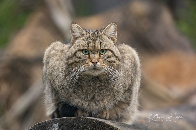 Europäische Wildkatze